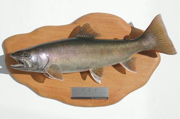 イワナ剥製【魚類剥製工房フィッシュクラフトマツモト】 イワナ剥製【魚類剥製工房フィッシュクラフトマツモト】