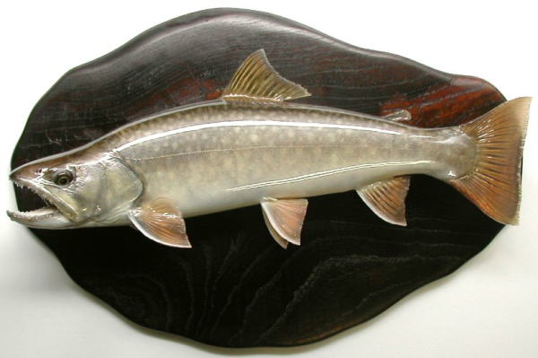 魚の剥製～信州～の天然ヤマト岩魚３６cm剥製～ www.zvezda.com.mx