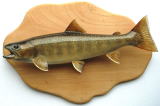 魚剥製完成品販売】 魚類剥製 フィッシュクラフト マツモト