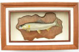 剥製ギャラリー】 魚類剥製 フィッシュクラフト マツモト